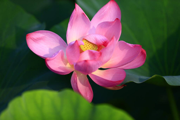 Blooming lotus flower, very beautiful - Фото, изображение
