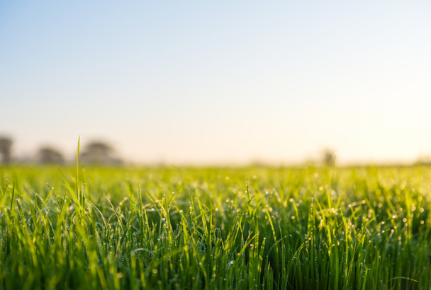 Campo de hierba verde y cielo azul brillante durante la salida del sol. Paisaje agrícola en primavera. naturaleza verde fondo. - Foto, imagen