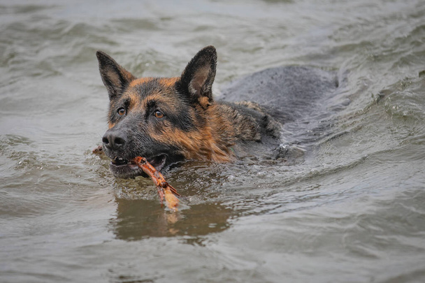 Een Duitse Herder Hond houdt van niets meer dan een dag op het strand. - Foto, afbeelding