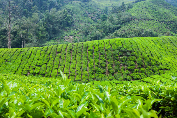 Tea Plantation in Cameron Highlands, Malaysia. - Φωτογραφία, εικόνα