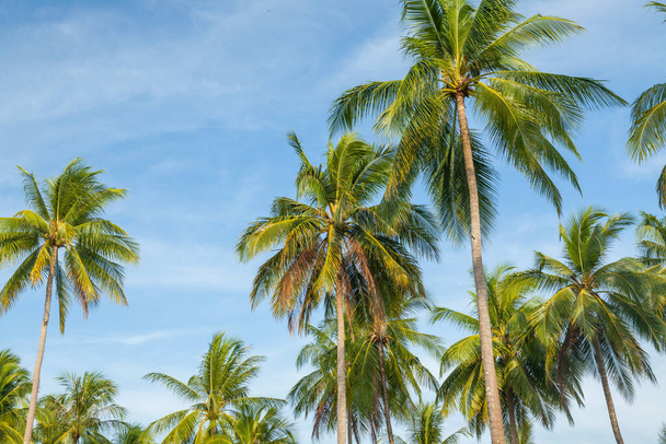 Coconut tree on blue sky in the south of Thailand. - Foto, Imagem