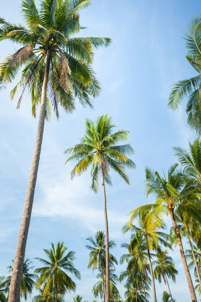 Coconut tree on blue sky in the south of Thailand. - Foto, Imagem