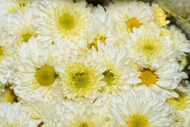 Close up Crisantemo commestibile o Fiorista Crisantemo fiore sfondo. - Foto, immagini