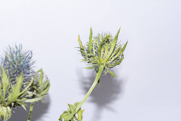 крупным планом цветущие растения чертополоха - Фото, изображение