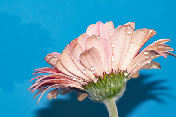 beautiful gerbera flower close up view, summer concept - Fotoğraf, Görsel