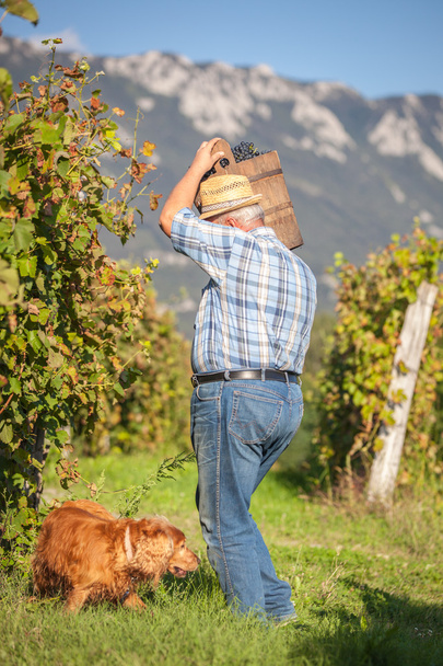 Зрелый виноградарь собирает черный виноград
 - Фото, изображение
