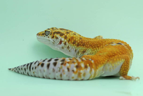 Леопардовый геккон (Eublepharis macularius) позирует в отличительном стиле. - Фото, изображение