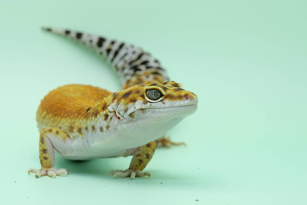 Gecko lampart (Eublepharis macularius) pozuje w charakterystycznym stylu. - Zdjęcie, obraz