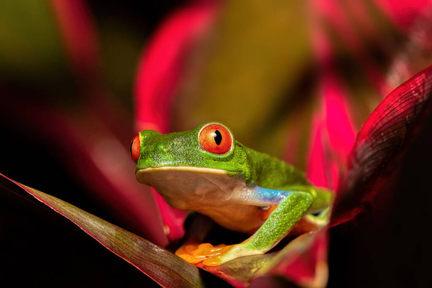 Red-eye Frog Hunting The Cricket Stock Photo, Picture and Royalty Free  Image. Image 108324035.