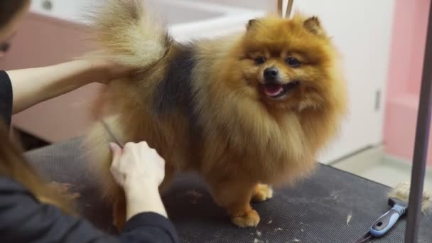 Lähikuva tyttö leikkaa Pomeranian pomeranian kauneushoitola koirille. Huolehdi lemmikkieläimistä - Materiaali, video