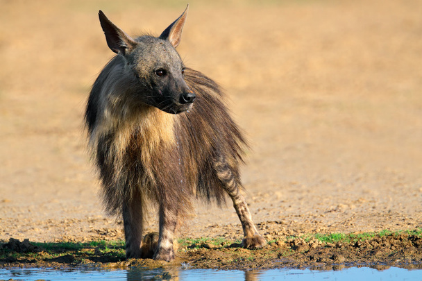 Brown hyena - Фото, изображение