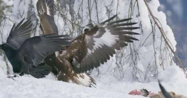 Крупный план золотого орла, отпугивающего ворон и сороков от мертвого животного на горе зимой - Кадры, видео