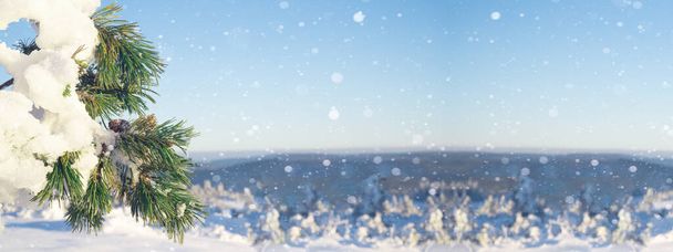 Πανοραμική φύση Χειμερινό χιόνι τοπίο φόντο με χιονισμένο παγωμένο πεύκο, κουκουνάρι, μπλε ουρανό και νιφάδες χιονιού  - Φωτογραφία, εικόνα
