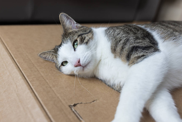 Domestic fat cat sleeping on delivery cardboard paper on the floor, closeup - Fotó, kép