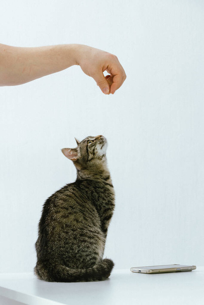 close-up of a hand playing with a kitten. - Foto, imagen