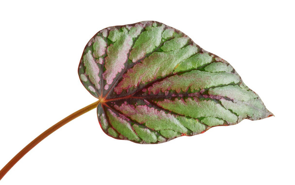 レックスベゴニアの葉、ベゴニアのレックスの葉、エキゾチックな熱帯の葉、クリッピングパスを持つ白い背景に隔離された   - 写真・画像