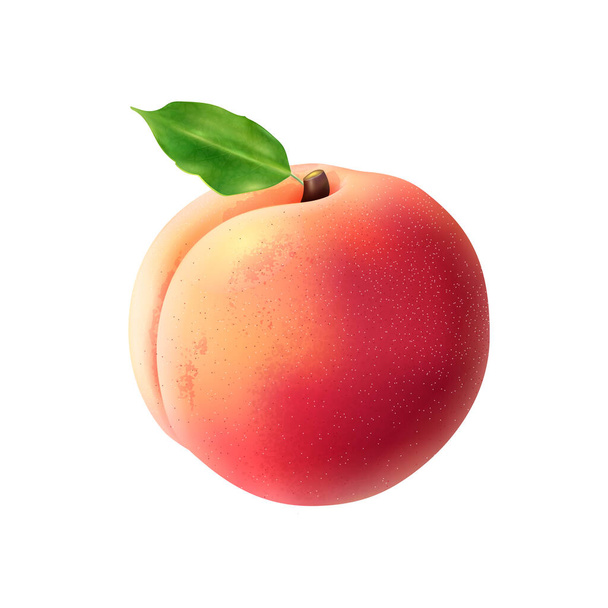 現実的な桃のイラスト - ベクター画像