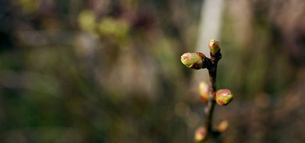 The spring bud in a garden with blurred background. The first leaves on twig in springtime. Close-up side view of plant. Copy space. Concept of new life. Garden variety. Beautiful natural wallpaper. - Fotó, kép