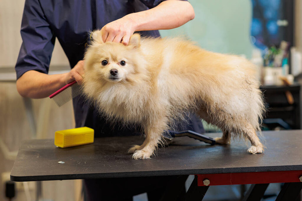 groomer combing wool of spitz in salon, grooming master cuts and shaves, cares for a dog in professional salon for pets - Photo, image