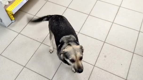 Mongrel happily wags its tail, and a man pulls his hand to it, scene in store - Footage, Video