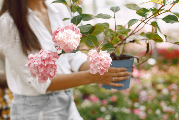 Focus on a cropped female hands holding pot with hydrangea in a greengarden - Photo, image