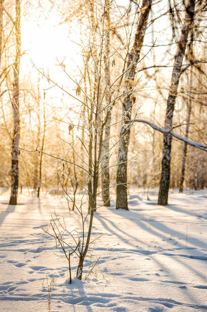 Зимний снежный лес с солнечным светом. Удивительный природный ландшафт, людей нет - Фото, изображение