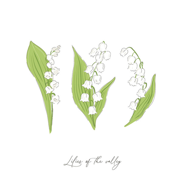 Lilies of the valley spring flower botanical hand drawn vector illustration set - Vecteur, image