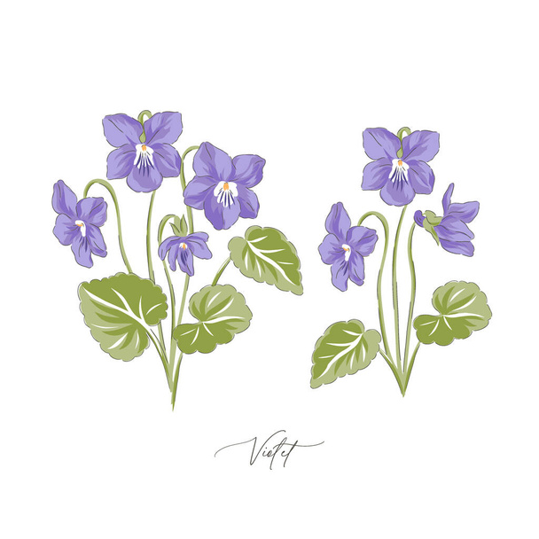 Peri Violet spring Easter flower botanical hand drawn vector illustration set - Vector, Imagen