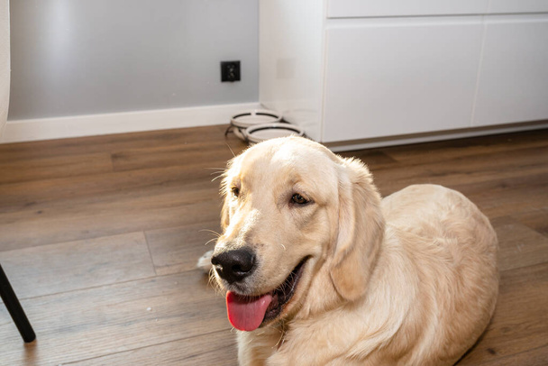 A young male golden retriever lies on modern vinyl panels in the kitchen next to a cupboard. - Photo, image