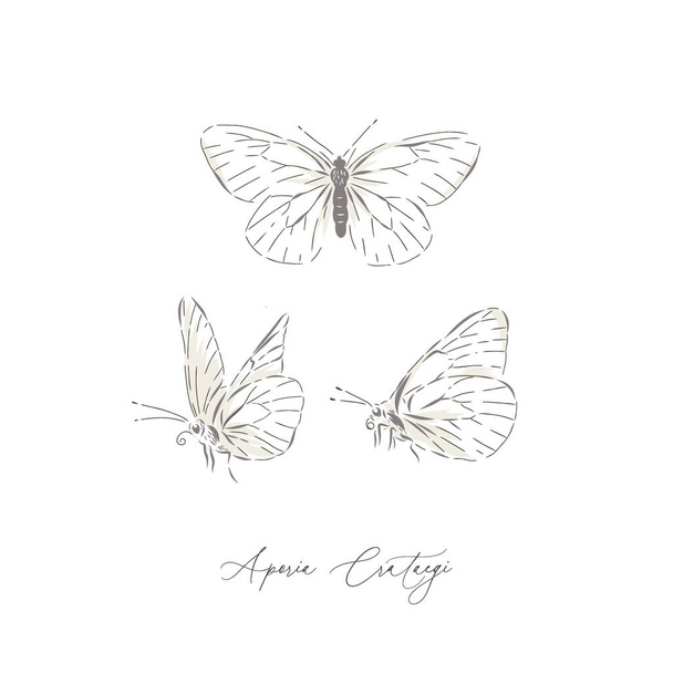 Jardín blanco mariposa insecto mano dibujado vector ilustración conjunto  - Vector, Imagen