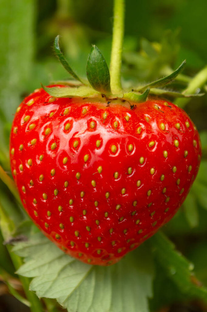 Blurred image of a ripe strawberry on a background of green leaves.Delicious healthy food. - Foto, afbeelding