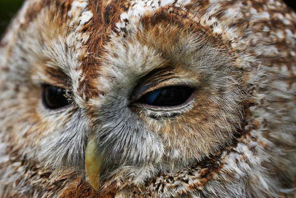 Tawny Owl portrait - Photo, Image