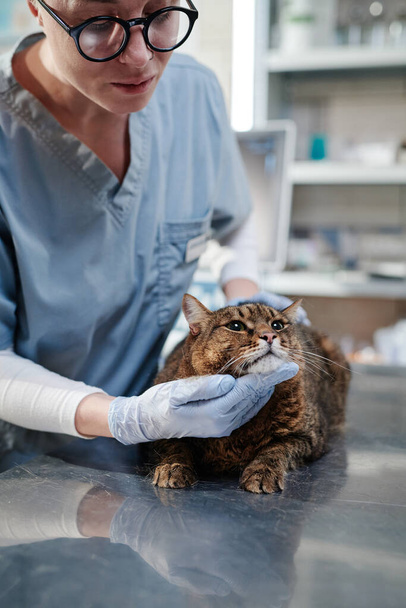 Ветеринар осматривает кота на столе - Фото, изображение
