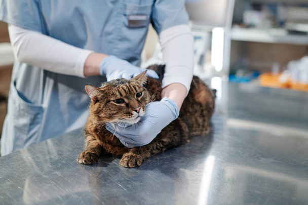 Kot domowy jest badany w klinice weterynaryjnej - Zdjęcie, obraz