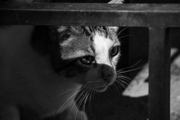 Крупним планом на обличчі милий таббі кіт, в чорно-білому
. - Фото, зображення