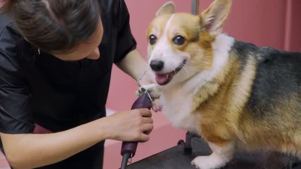 Primo piano di una ragazza che taglia un cane corgi in un salone di bellezza per cani. Prenditi cura degli animali domestici - Filmati, video