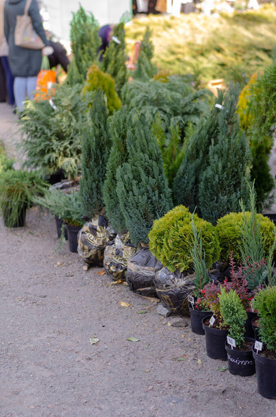 Een verscheidenheid aan groenblijvende struiken en bomen op de boerenmarkt. Zaailingen van verschillende planten in bloempotten. Straathandel. Selectieve focus. - Foto, afbeelding