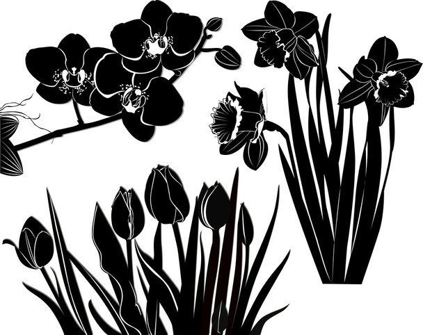 Siluetas de tulipanes, narcisos y orquídeas
 - Vector, imagen