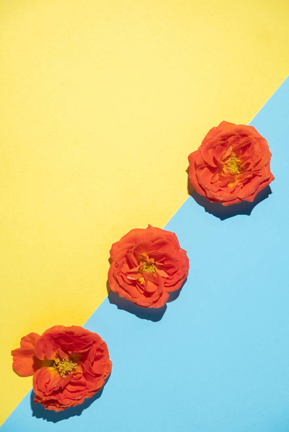 floral διάταξη τριών πορτοκαλί τριαντάφυλλων σε μπλε και κίτρινο φόντο. Διαγώνια και αντιγραφή χώρου - Φωτογραφία, εικόνα