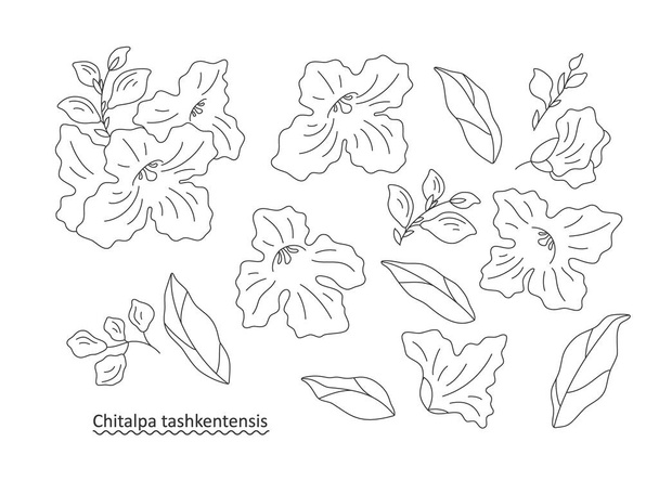 El juego decorativo de flores - la rama (Chitalpa tashkentensis), las flores y las hojas sobre el fondo blanco, la ilustración plana. Set para sus elegantes composiciones de diseño. Ilustración del vector de arte lineal. - Vector, imagen