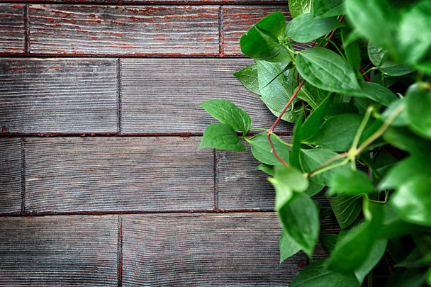 Wooden Background with Green Leaves - 写真・画像