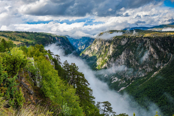 バルカンのモンテネグロの野生のタラ川の深い峡谷。ヨーロッパで最も深い峡谷. - 写真・画像