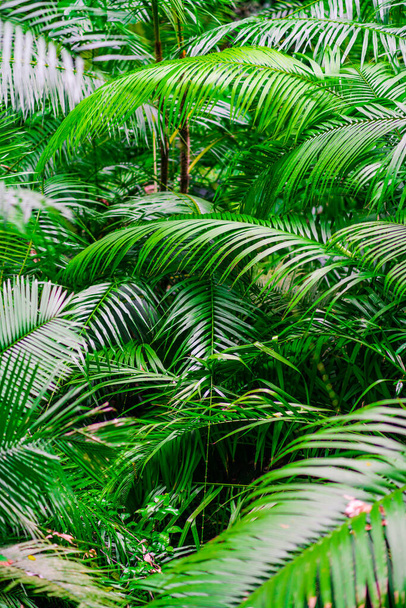 Tropical jungle palm foliage, light green toned. - Photo, image