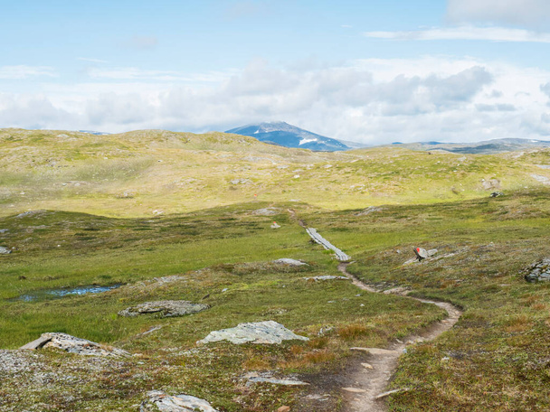 Footpath in northern artic landscape, tundra in Swedish Lapland with green hills and mountains at Padjelantaleden hiking trail. Summer day, blue sky, white clouds - Photo, Image