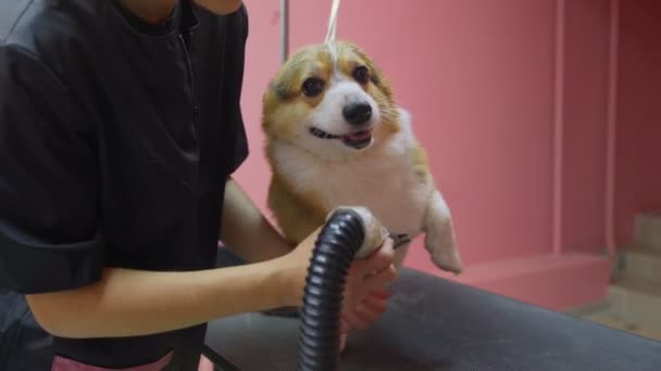 Primo piano di una ragazza che pettina e asciuga un cane corgi con un asciugacapelli in un salone di bellezza per cani. Prenditi cura degli animali domestici - Filmati, video