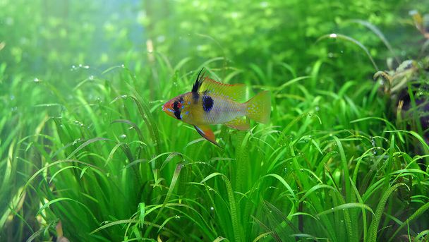 Apistogramma ramirezi Fische im bepflanzten Aquarium - Foto, Bild