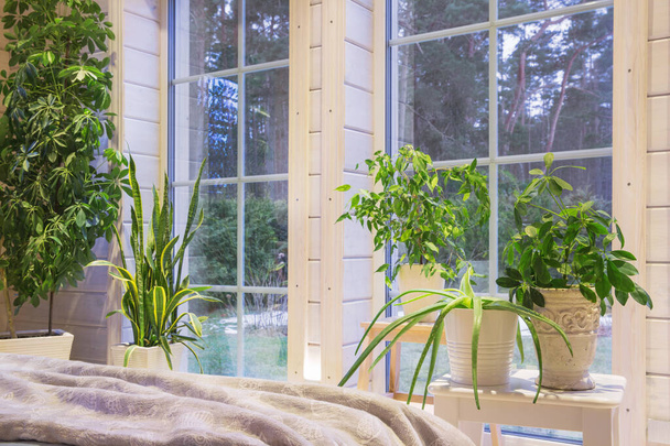 Σχεδιασμός βιοφιλίας, βιοφιλικό εσωτερικό, Sansevieria και φυτά εσωτερικού χώρου στο περβάζι ενός σκανδιναβικού ξύλινου σπιτιού - Φωτογραφία, εικόνα