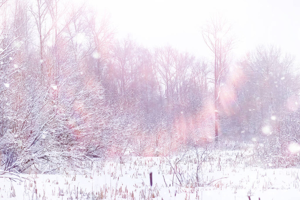 Paisagem florestal de inverno. Árvores altas sob cobertura de neve. Janeiro dia gelado no parque. - Foto, Imagem