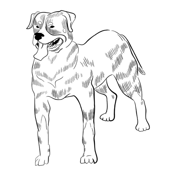 Rottweiler Hund isoliert auf weißem Hintergrund. Handgezeichnete Vektorskizze der Hunderasse. - Vektor, Bild
