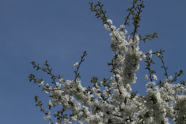Floración de árboles frutales
 - Foto, Imagen